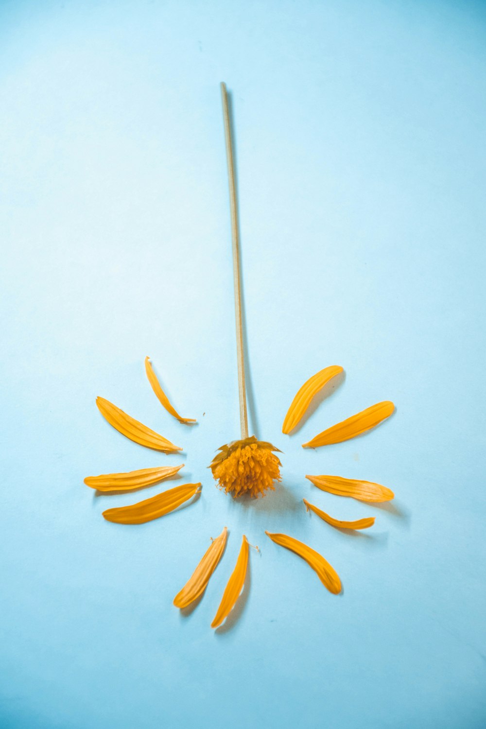 yellow daisy on white surface