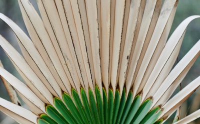 Close-up view of a fan palm leaf displaying an intricate pattern of beige and green sections. The leaves are dry and fibrous at the tips, transitioning to a vivid green near the base, creating a symmetrical and striking design.