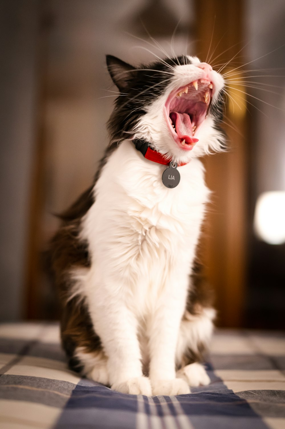 gato preto e branco com olhos vermelhos