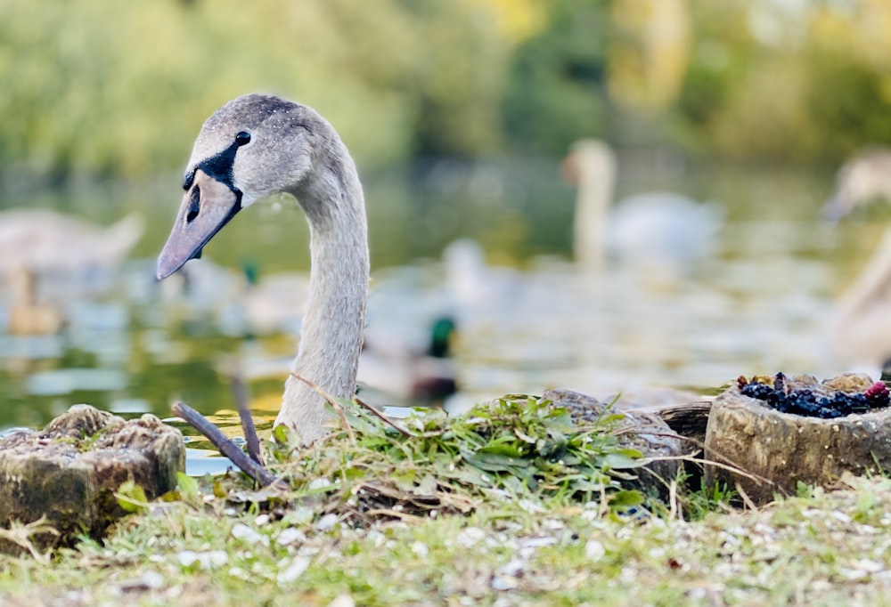 grey and white swan on green grass during daytime