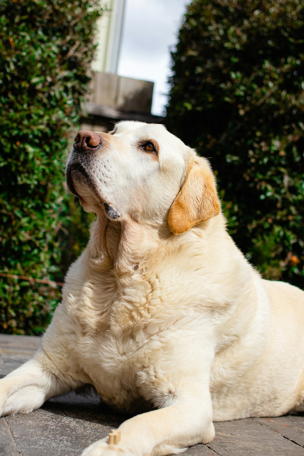 yellow labrador retriever sitting on gray concrete floor