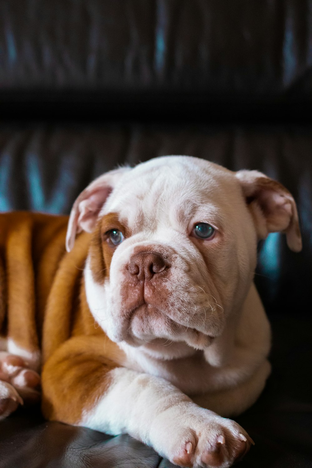 white and brown short coated dog