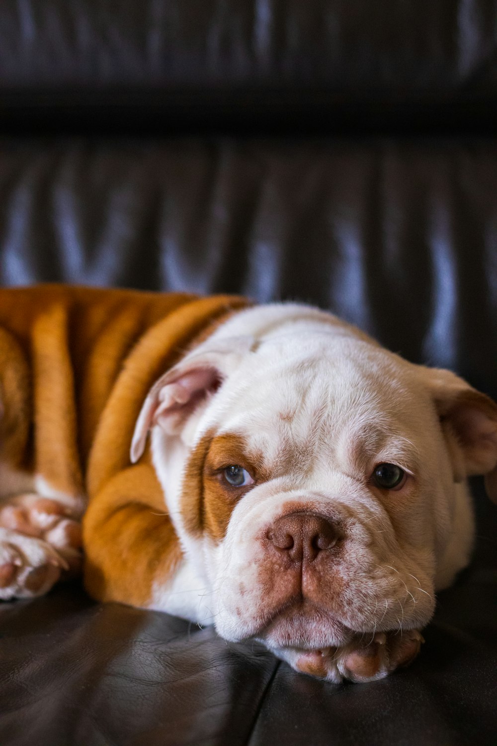 white and brown short coated dog on black leather couch