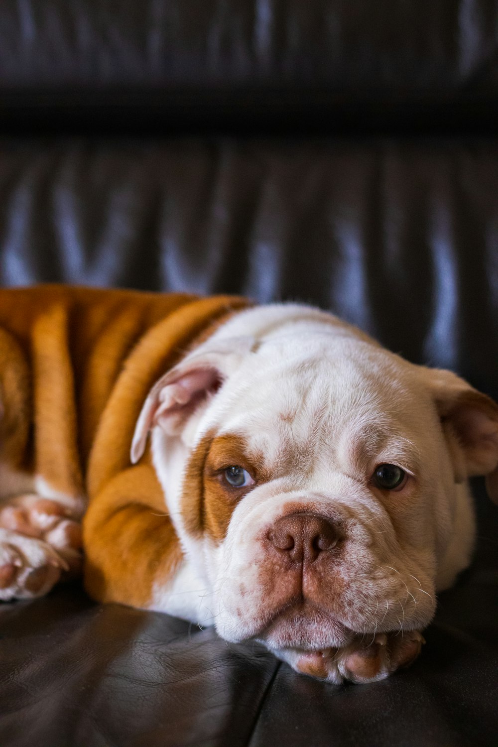 chien à poil court blanc et marron sur un canapé en cuir noir