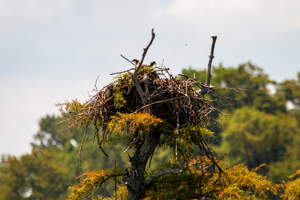 brauner und grüner Baum tagsüber unter weißem Himmel