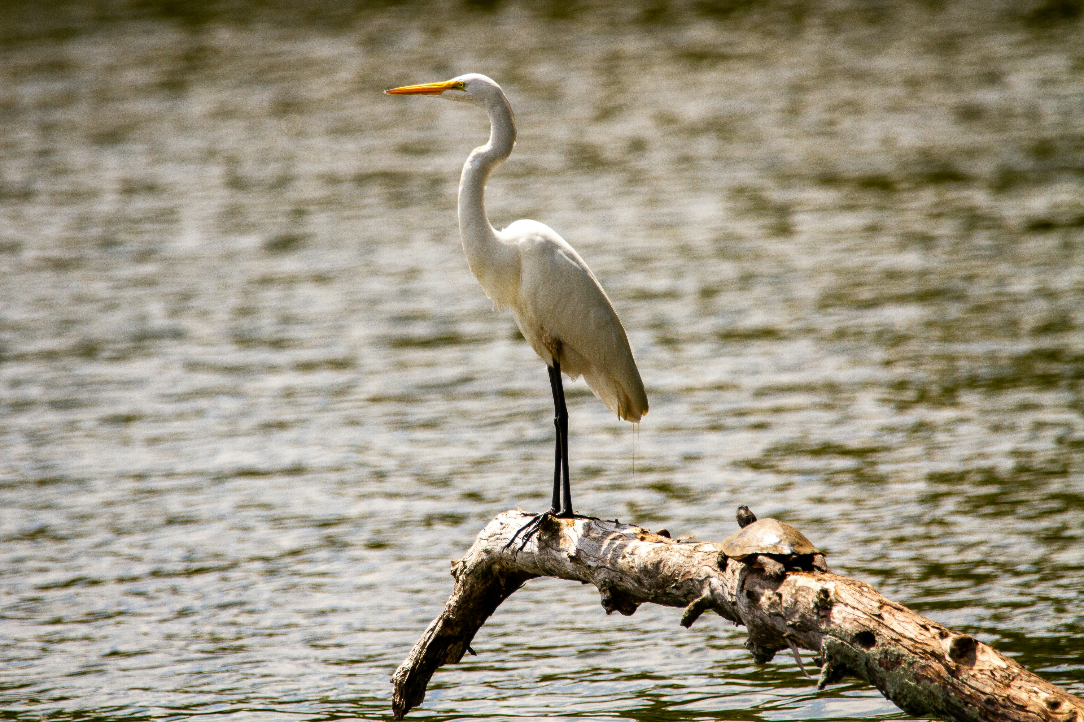 A great white egret perched on a log with a turtle.