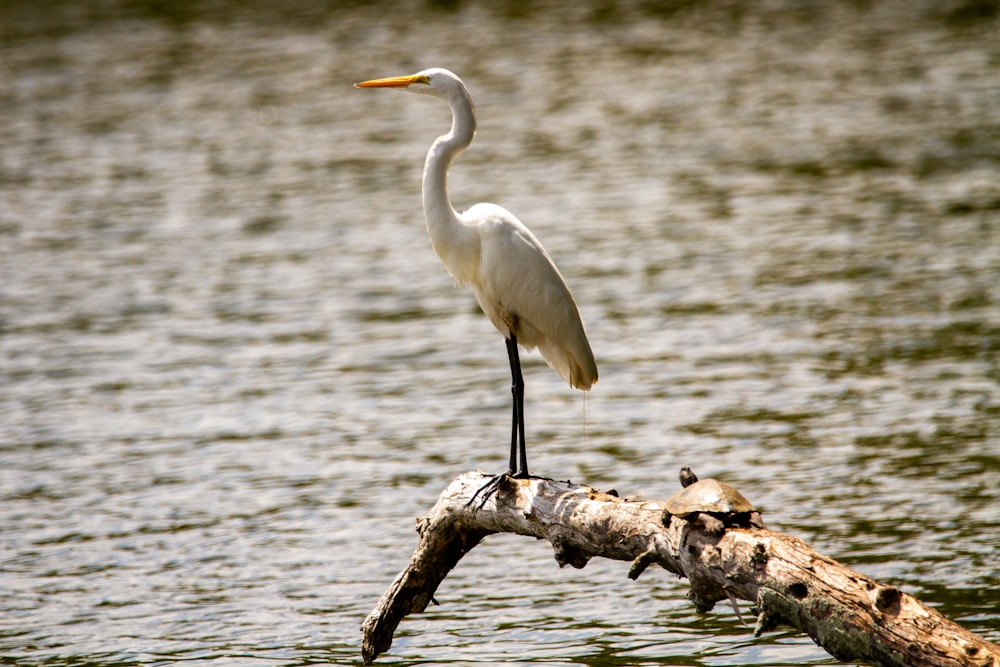 white bird on brown tree branch near body of water during daytime