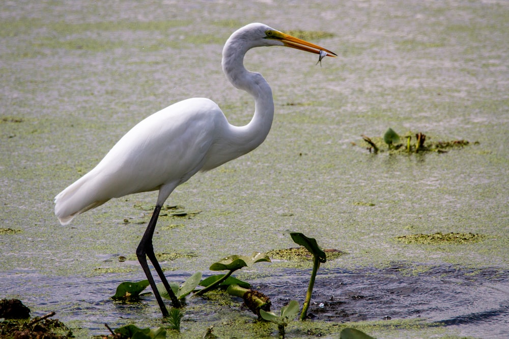 white long beak bird on green grass field during daytime