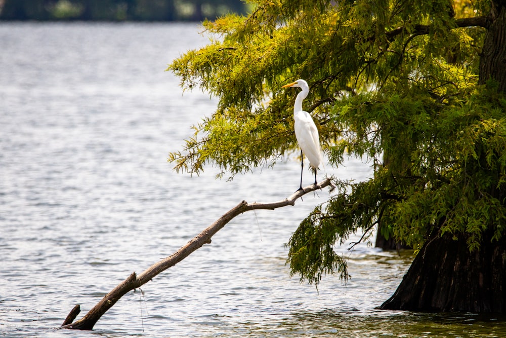 white stork perched on brown tree branch during daytime