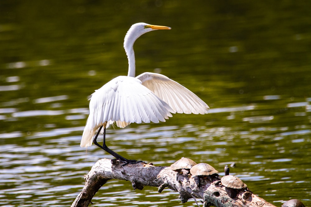 white bird on gray and black rocks near body of water during daytime