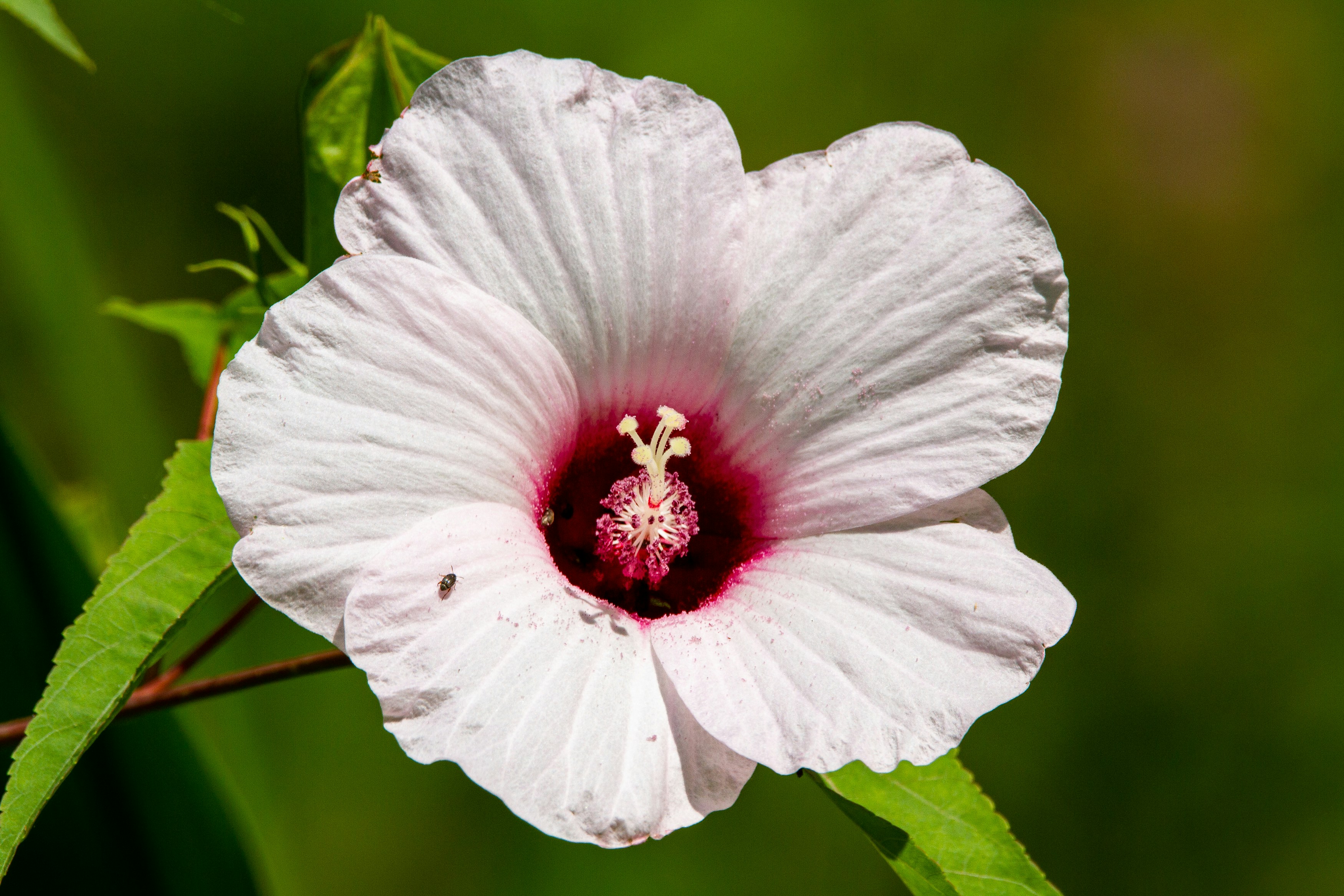 Hibiscus Flower Meaning, Symbolism, and Colors Pansy Maiden