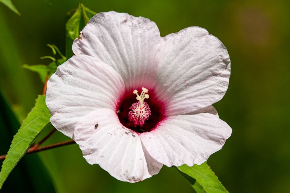 white hibiscus in bloom during daytime