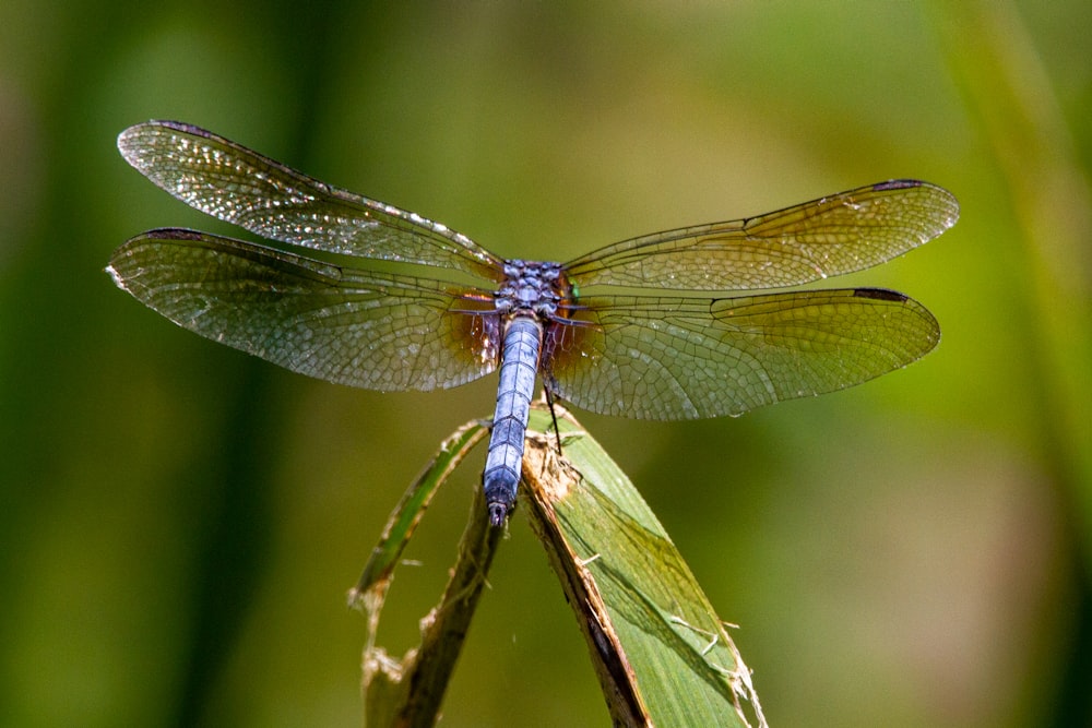 brown and white dragonfly perched on green leaf in close up photography during daytime