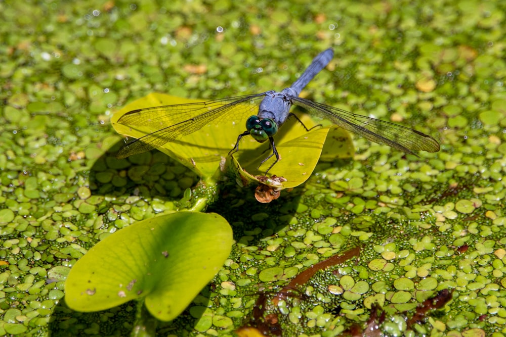 blue dragonfly on green leaf