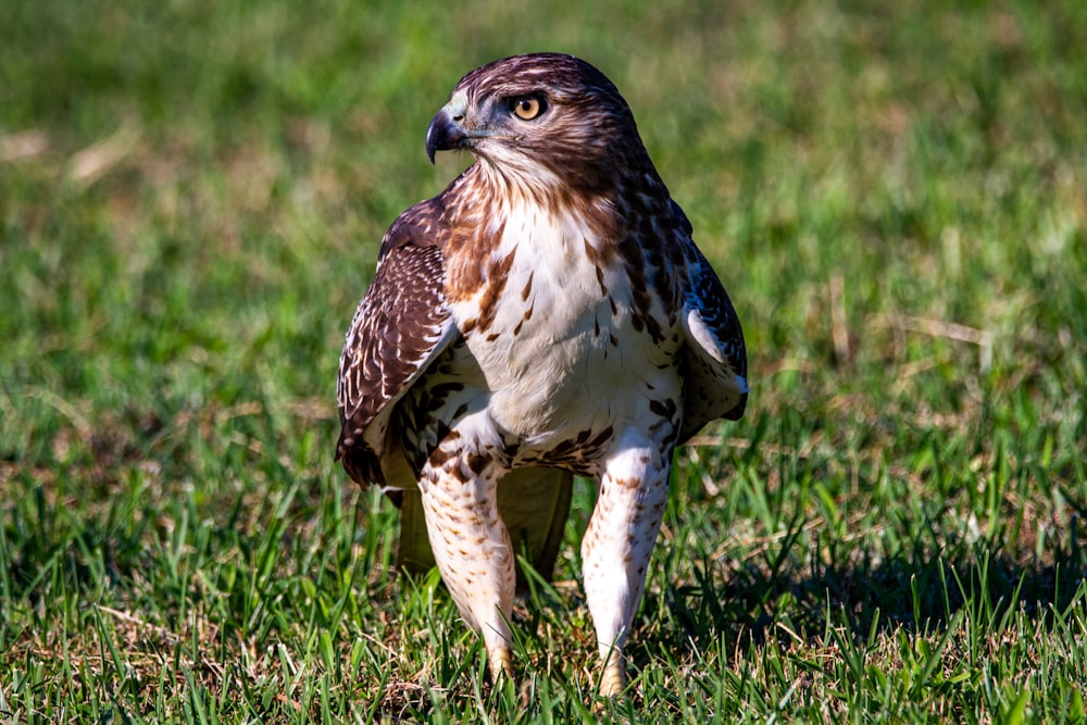 white and brown bird on green grass during daytime