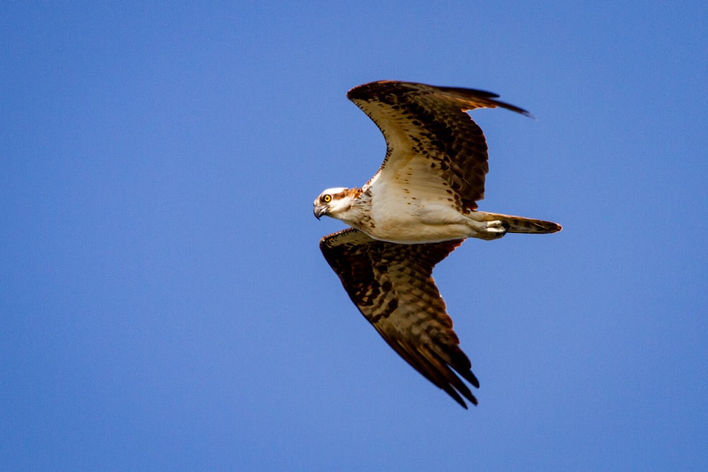 brown and white bird flying during daytime