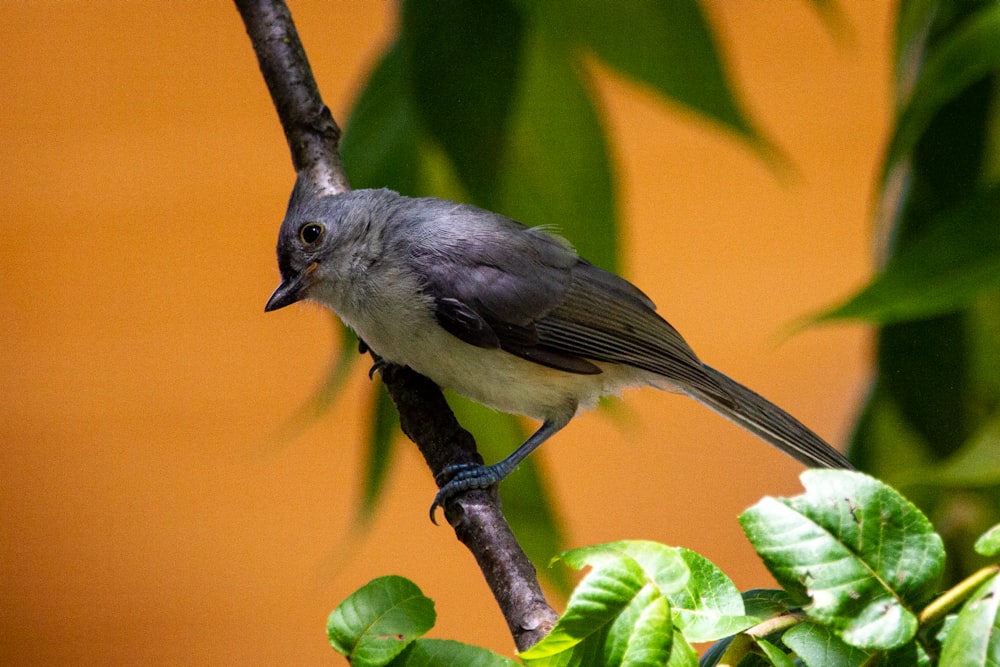 black and yellow bird on tree branch