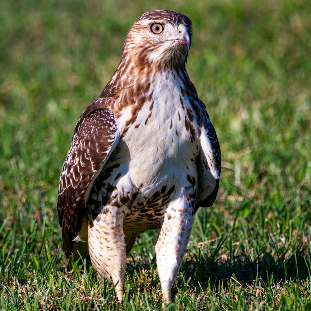 brown and white eagle on green grass field during daytime