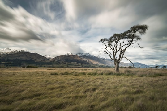 green grass field with trees and mountains in the distance in Glenorchy New Zealand