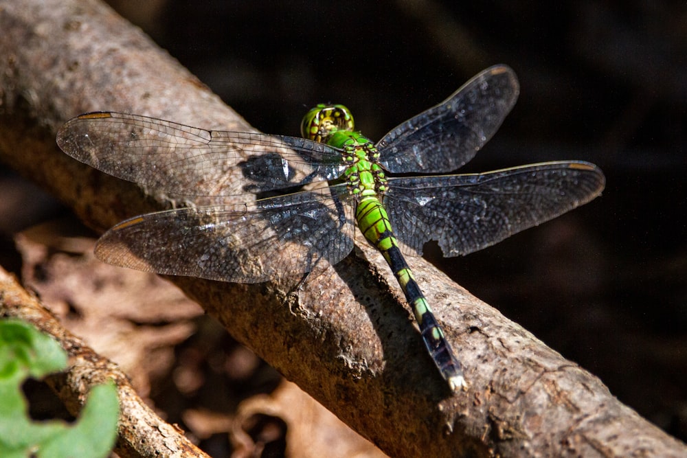 green and black dragonfly on brown wood