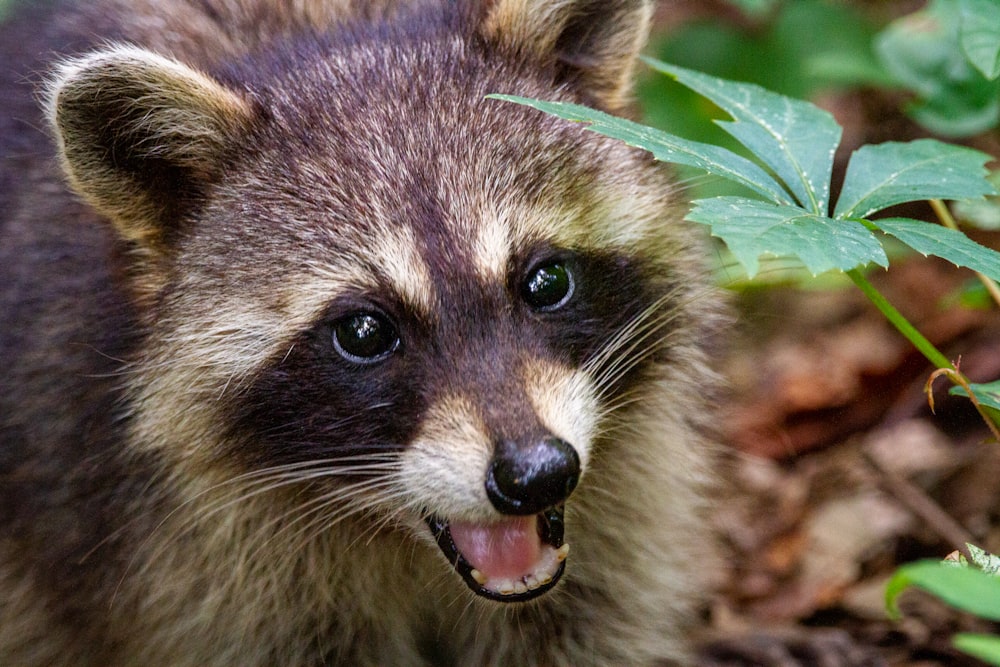 black and white animal on brown leaves