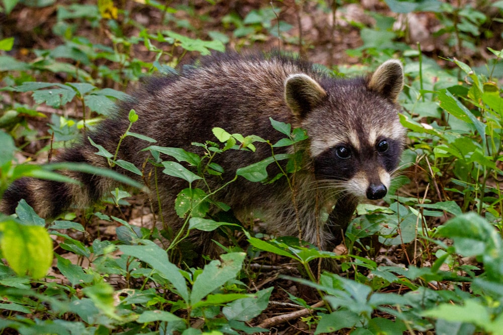 renard noir et brun sur l’herbe verte pendant la journée