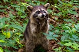 A raccoon is standing on its hind legs in a lush, green forest environment. Its front paws are raised near its face, and it is surrounded by dense vegetation and leaves.