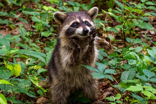 A raccoon is standing on its hind legs in a lush, green forest environment. Its front paws are raised near its face, and it is surrounded by dense vegetation and leaves.