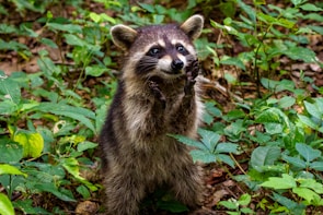 A group of volunteers releasing a rehabilitated raccoon back into a lush forest.