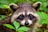 black and white animal on green grass during daytime