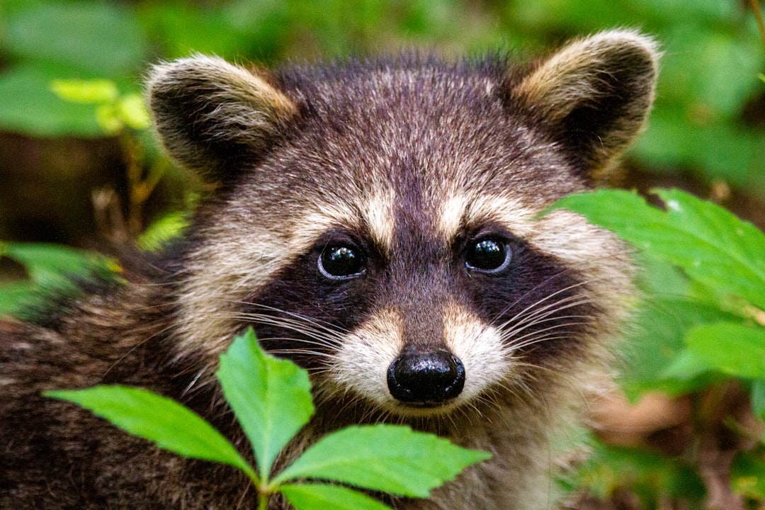  black and white animal on green grass during daytime raccoon