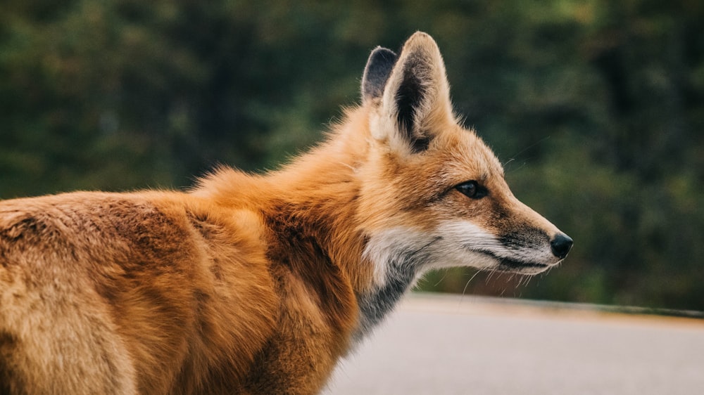 brown fox on snow covered ground during daytime