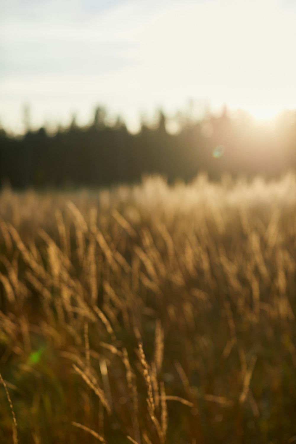 brown wheat field during daytime