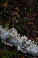 Detailed botanical illustration of moss and small woodland fungi.