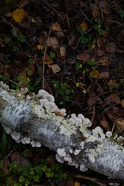 A forest floor covered in moss and small plants is depicted, with a fallen birch log showing clusters of white fungi growing on its surface.