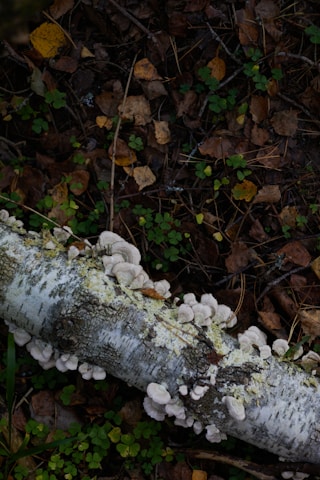 A forest floor covered in moss and small plants is depicted, with a fallen birch log showing clusters of white fungi growing on its surface.