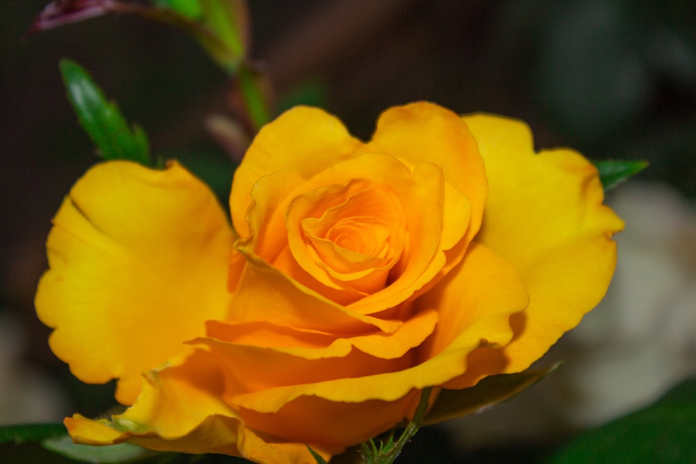 yellow rose in bloom during daytime