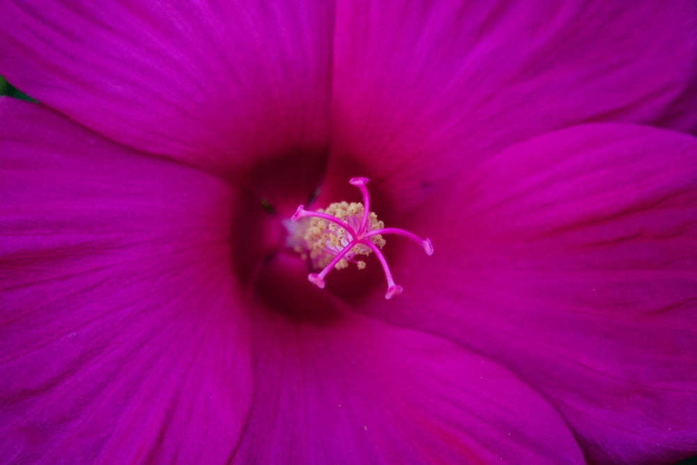 purple flower in macro photography