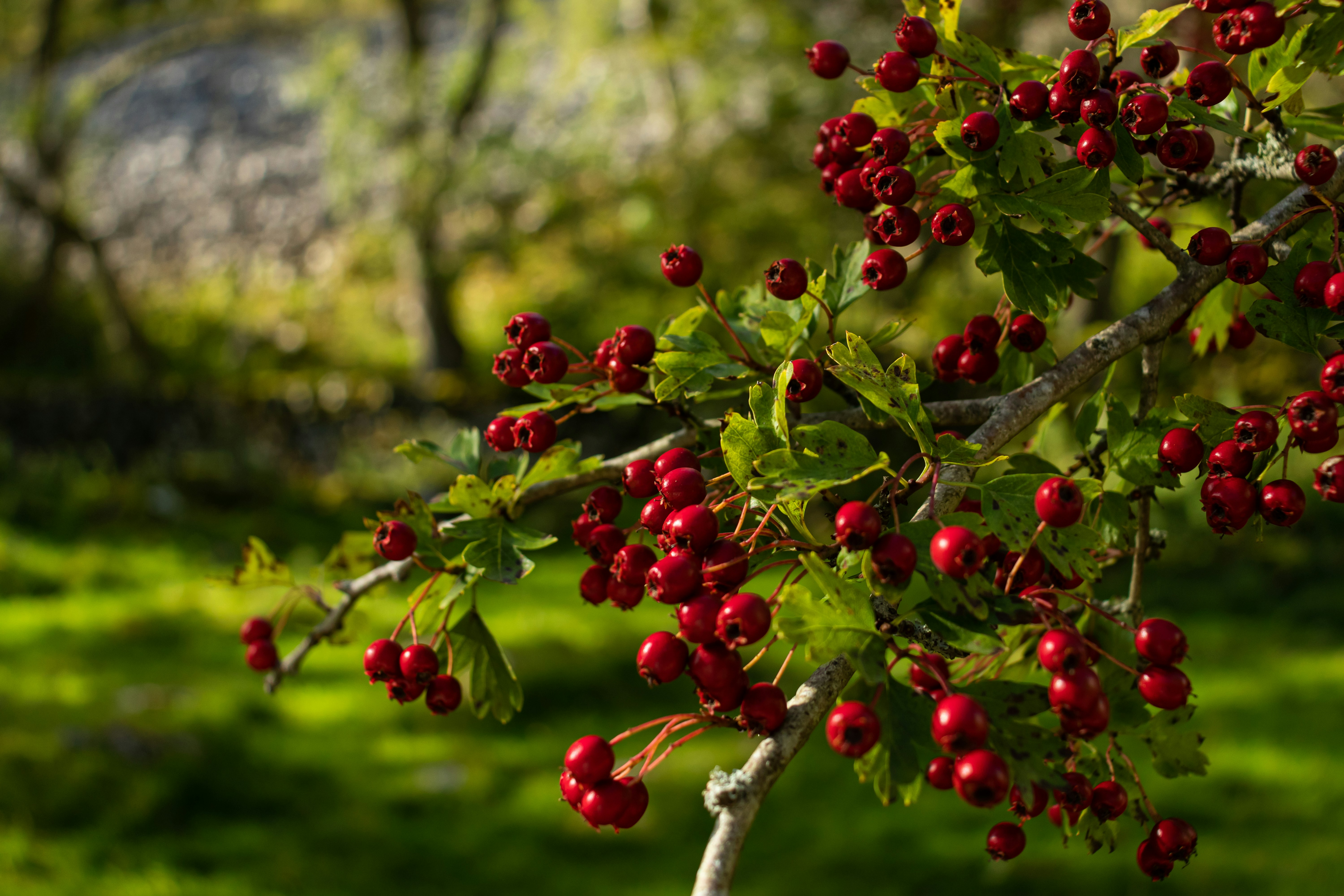 Foto zum Thema Rote runde Früchte am Baum tagsüber – Kostenloses Bild ...