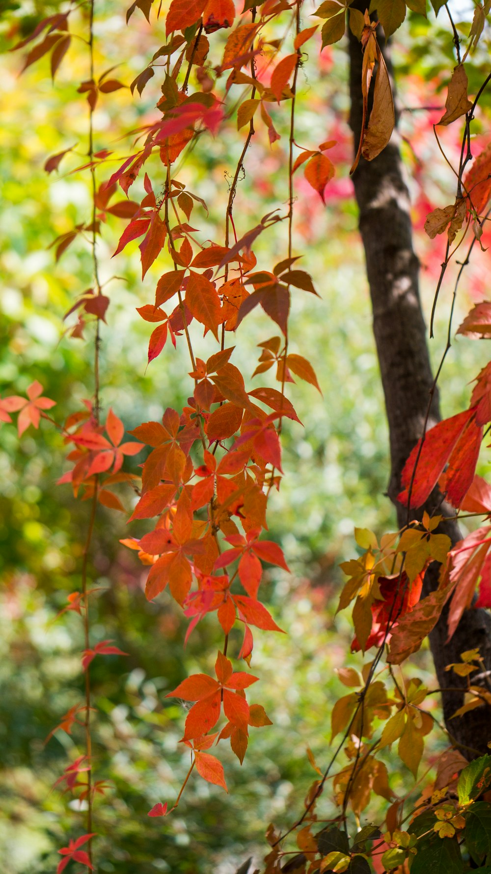 red and green maple leaves