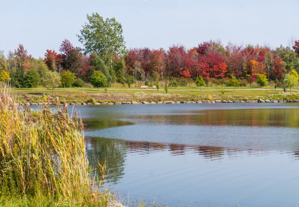 green grass near river during daytime