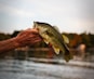 person holding a fish during daytime