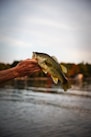 person holding a fish during daytime