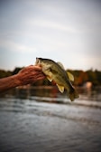 Close-up of a bass caught near a city pier, with rippling water and greenery in the background.