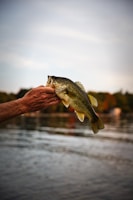 A close-up of fishing hands holding a lively bass over a wooden boat.