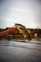 A close-up of a proud angler holding a large bass against a shimmering lake backdrop.