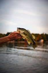 person holding a fish during daytime