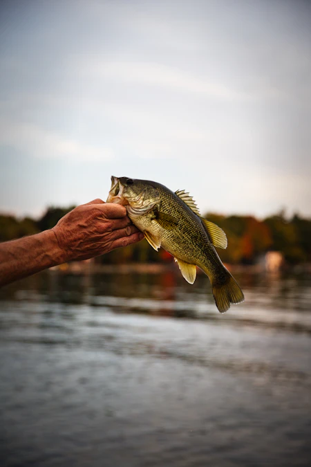 Angler holding a largemouth bass