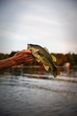 Mastering Bass Fishing: Tips and Techniques