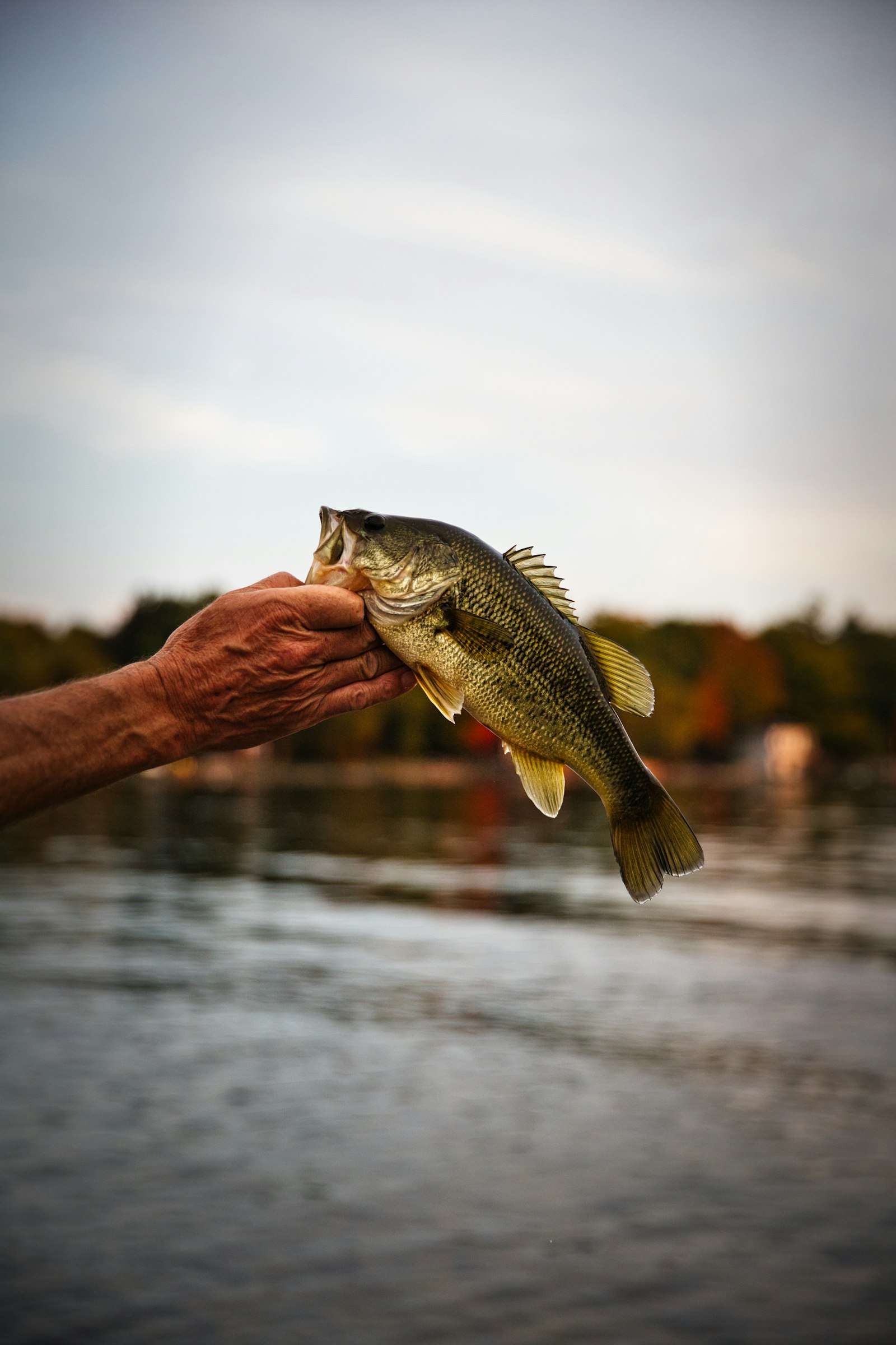 Largemouth bass catch over a freshwater lake